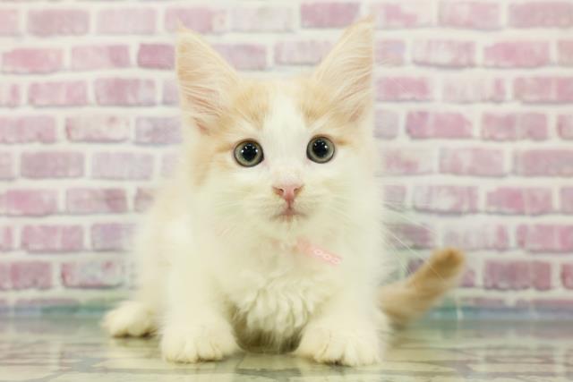 秋田県のメインクーン (Coo&RIKU秋田店/2024年3月11日生まれ/女の子/クリームタビーホワイト)の子猫