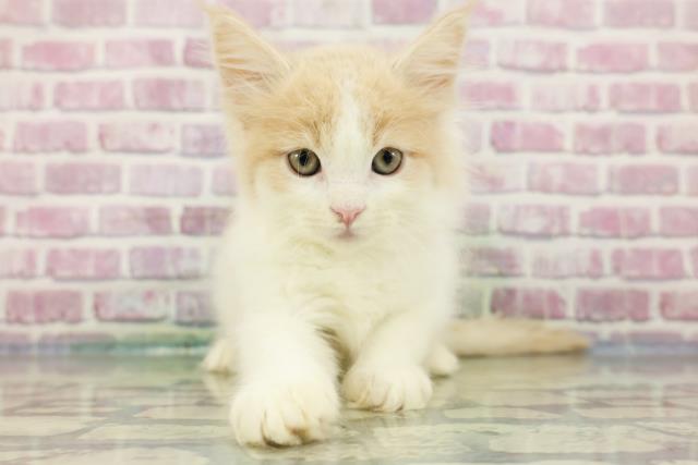 山形県のメインクーン (Coo&RIKUイオンタウン酒田店/2024年3月11日生まれ/女の子/クリームタビーホワイト)の子猫