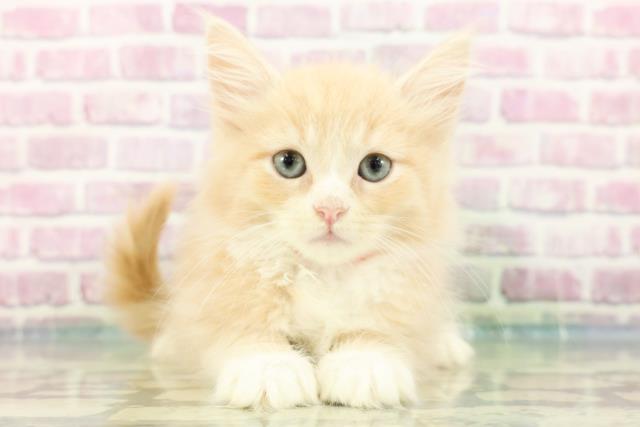 東京都のターキッシュアンゴラ (Coo&RIKU三軒茶屋店/2024年3月16日生まれ/女の子/クリームタビーホワイト)の子猫