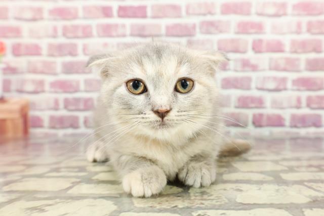 千葉県のスコティッシュフォールド (Coo&RIKU市原店/2024年3月14日生まれ/女の子/ブルークリーム)の子猫