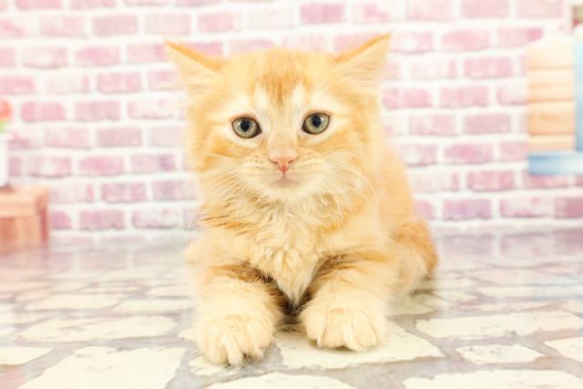 山形県のスコティッシュフォールド (Coo&RIKUイオンタウン酒田店/2024年3月14日生まれ/女の子/レッドタビー)の子猫