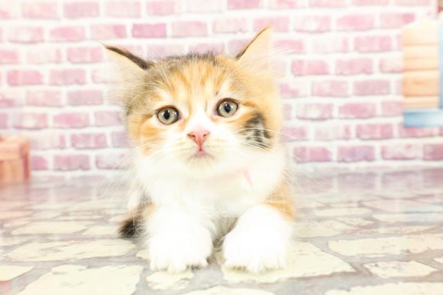 埼玉県のスコティッシュフォールド (Coo&RIKUアニマルケアセンター大宮/2024年3月14日生まれ/女の子/ブラウンパッチドタビーホワイト)の子猫
