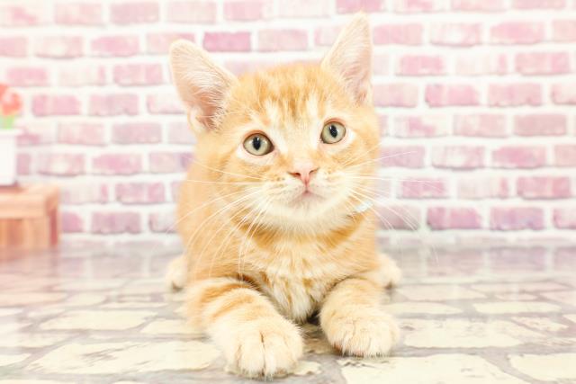 青森県のアメリカンショートヘアー (Coo&RIKU青森店/2024年3月13日生まれ/男の子/レッドタビー)の子猫