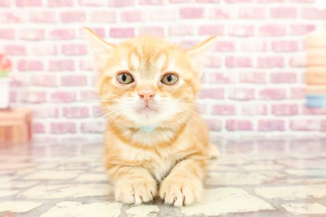 東京都のアメリカンショートヘアー (Coo&RIKU三軒茶屋店/2024年3月17日生まれ/男の子/レッドタビー)の子猫