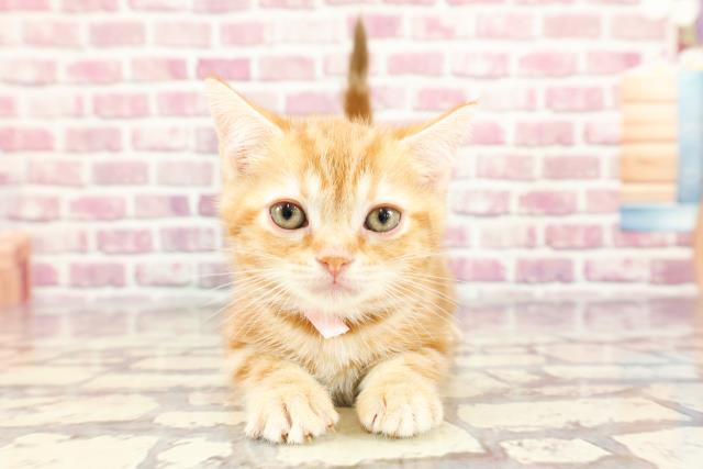 東京都のアメリカンショートヘアー (Coo&RIKU赤坂店/2024年3月17日生まれ/女の子/レッドタビー)の子猫