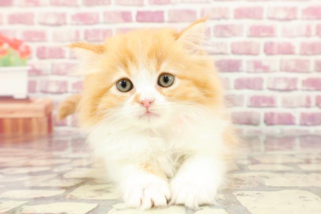 広島県のラガマフィン (Coo&RIKU広島北店/2024年3月15日生まれ/女の子/レッドタビーホワイト)の子猫