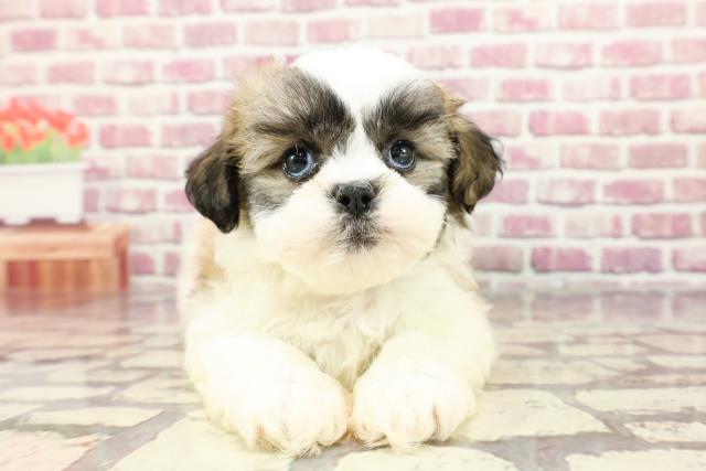 北海道のハーフ犬 (Coo&RIKU旭川店/2024年3月16日生まれ/男の子/ホワイトブラウン)の子犬