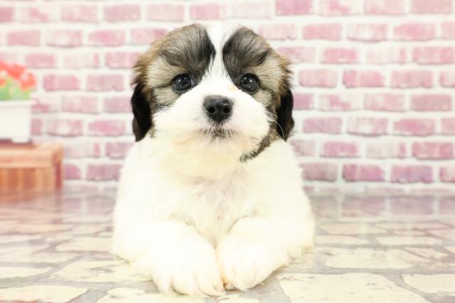 北海道のハーフ犬 (Coo&RIKU苫小牧店/2024年3月16日生まれ/女の子/ホワイトブラウン)の子犬