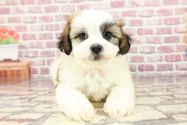 北海道のハーフ犬 (Coo&RIKU函館店/2024年3月16日生まれ/女の子/ホワイトブラウン)の子犬