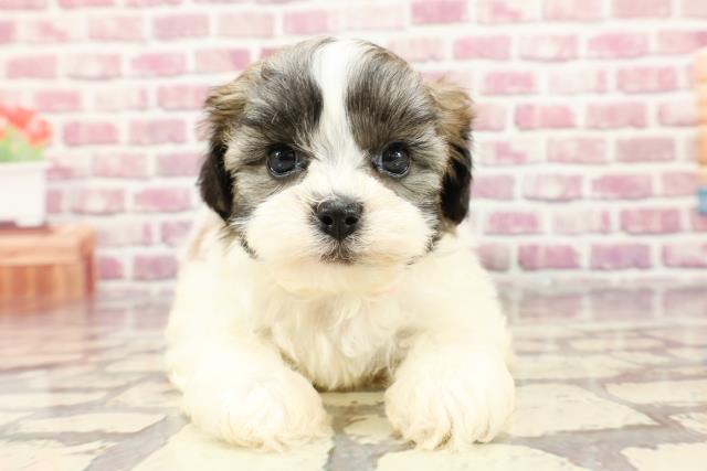 北海道のハーフ犬 (Coo&RIKU釧路店/2024年3月16日生まれ/女の子/ホワイトブラウン)の子犬