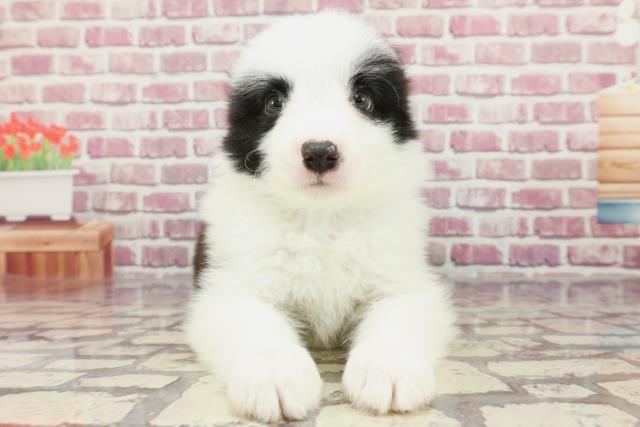 北海道のボーダーコリー (Coo&RIKU函館店/2024年3月14日生まれ/男の子/ブラックホワイト)の子犬