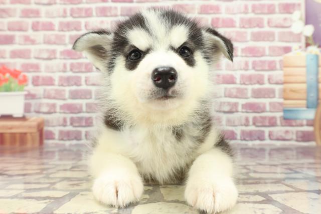 千葉県のシベリアンハスキー (Coo&RIKU南柏店/2024年3月16日生まれ/男の子/ブラックホワイト)の子犬