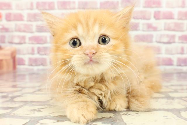 群馬県のマンチカン (Coo&RIKUケーヨーデイツー館林店/2024年3月14日生まれ/女の子/レッドタビー)の子猫