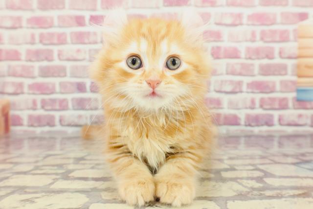 東京都のアメリカンカール (Coo&RIKU赤坂店/2024年3月15日生まれ/男の子/レッドタビー)の子猫
