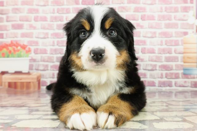 北海道のバーニーズマウンテンドッグ (Coo&RIKU旭川店/2024年3月16日生まれ/女の子/ブラックラストホワイト)の子犬