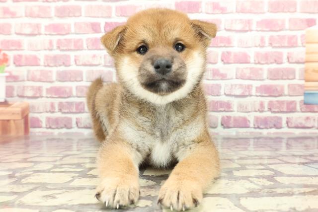 長野県の柴犬(標準サイズ) (Coo&RIKUコメリパワー長野東部店/2024年3月16日生まれ/男の子/赤)の子犬