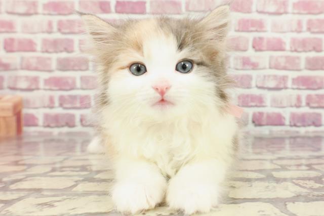 神奈川県のノルウェージャンフォレストキャット (Coo&RIKU横浜旭店/2024年3月17日生まれ/女の子/ダイリュートキャリコ)の子猫