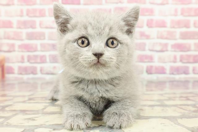 宮崎県のブリティッシュショートヘアー (Coo&RIKU宮崎店/2024年3月16日生まれ/男の子/ブルー)の子猫