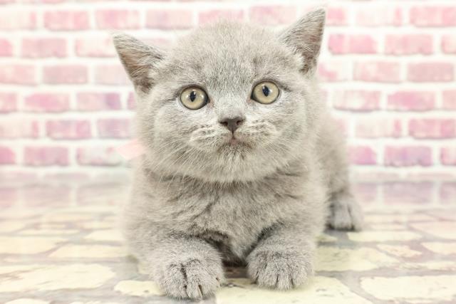 山形県のブリティッシュショートヘアー (Coo&RIKUイオンタウン酒田店/2024年3月16日生まれ/女の子/ブルー)の子猫