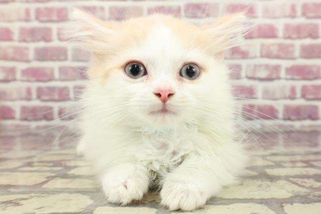 東京都のミヌエット (Coo&RIKU高円寺店/2024年3月15日生まれ/男の子/クリームタビーホワイト)の子猫