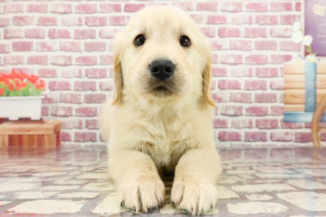 北海道のゴールデンレトリバー (Coo&RIKU函館店/2024年3月16日生まれ/男の子/ゴールデン)の子犬