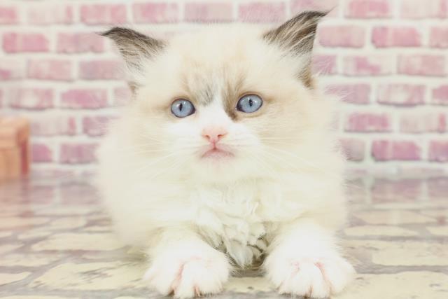 東京都のラグドール (Coo&RIKU浅草店/2024年3月9日生まれ/女の子/シールポイントバイカラー)の子猫