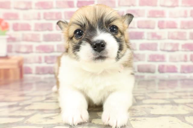 北海道のハーフ犬 (Coo&RIKU函館店/2024年3月16日生まれ/女の子/レッドホワイト)の子犬