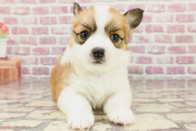 東京都のハーフ犬 (Coo&RIKU中野サンモール店/2024年3月16日生まれ/女の子/レッドホワイト)の子犬