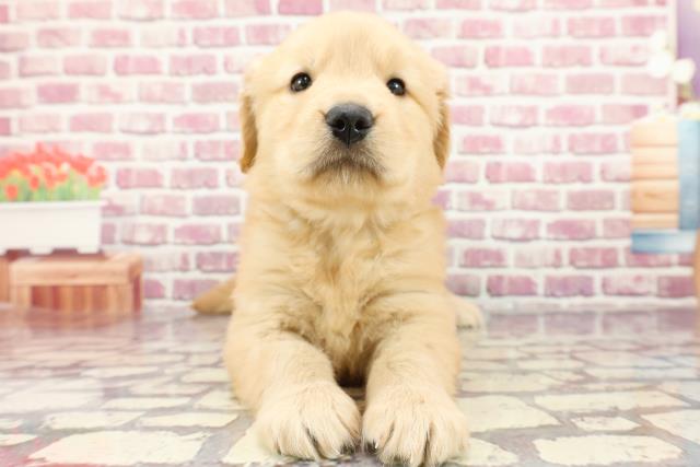 沖縄県のゴールデンレトリバー (Coo&RIKU沖縄浦添店/2024年3月15日生まれ/女の子/ゴールデン)の子犬