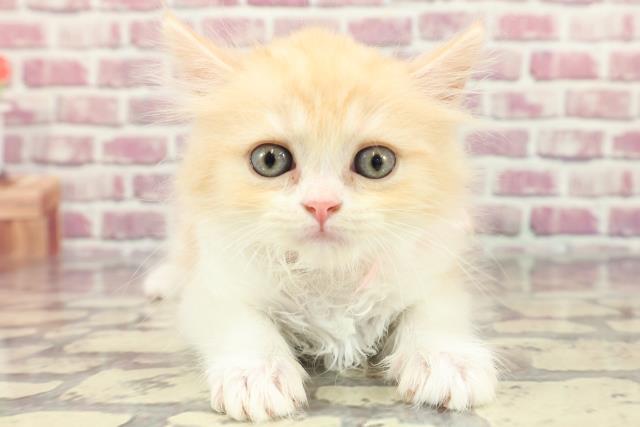 神奈川県のスコティッシュフォールド (Coo&RIKU長津田店/2024年3月16日生まれ/女の子/クリームタビーホワイト)の子猫