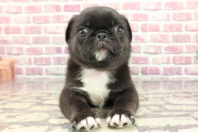 東京都のハーフ犬 (Coo&RIKU福生店/2024年3月13日生まれ/男の子/ブラックホワイト)の子犬