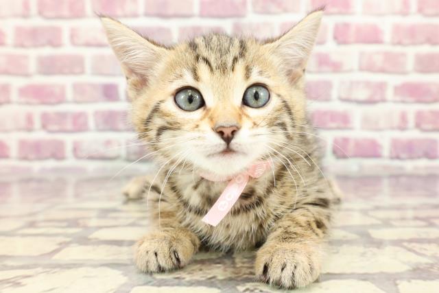 富山県のベンガル (Coo&RIKU富山店/2024年3月16日生まれ/女の子/ブラウンスポットタビー)の子猫