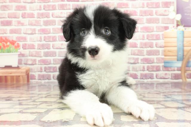 広島県のボーダーコリー (Coo&RIKU福山店/2024年3月15日生まれ/男の子/ブラックホワイト)の子犬