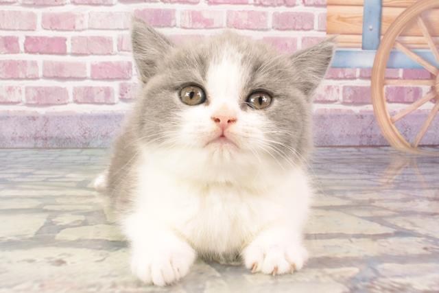 京都府のブリティッシュショートヘアー (Coo&RIKU京都河原町店/2024年3月14日生まれ/女の子/ブルーホワイト)の子猫