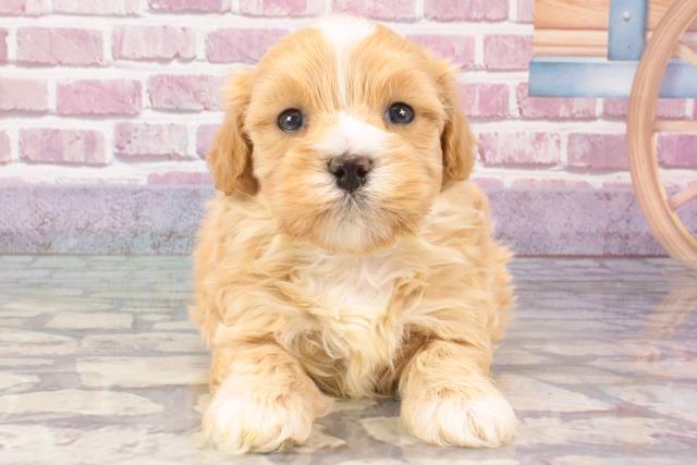 滋賀県のマルプー(マルチーズ×プードル) (Coo&RIKU長浜店/2024年3月16日生まれ/男の子/クリーム)の子犬