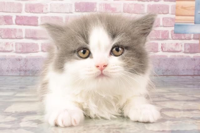 兵庫県のブリティッシュロングヘアー (Coo&RIKU伊丹店/2024年3月15日生まれ/男の子/ブルーホワイト)の子猫