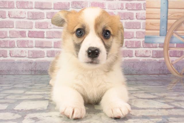 大阪府のウェルシュコーギーペンブローク (Coo&RIKU高槻店/2024年3月15日生まれ/女の子/レッドホワイト)の子犬