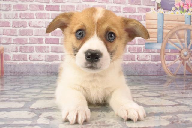 奈良県のウェルシュコーギーペンブローク (Coo&RIKU天理店/2024年3月15日生まれ/男の子/レッドホワイト)の子犬