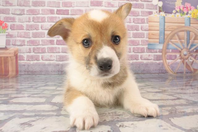 大阪府のウェルシュコーギーペンブローク (Coo&RIKU天王寺店/2024年3月15日生まれ/男の子/レッドホワイト)の子犬