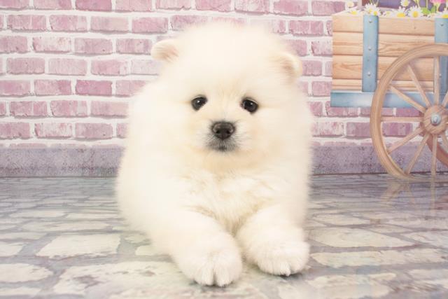 大阪府のポメラニアン (Coo&RIKU茶屋町店/2024年3月15日生まれ/男の子/ホワイト)の子犬