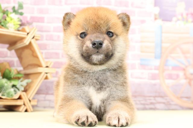 愛知県の柴犬(標準サイズ) (Coo&RIKU豊橋店/2023年10月31日生まれ/男の子/赤)の子犬