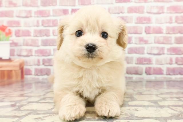 千葉県のポメプー(ポメラニアン×プードル) (Coo&RIKU市原店/2024年3月17日生まれ/女の子/クリーム)の子犬