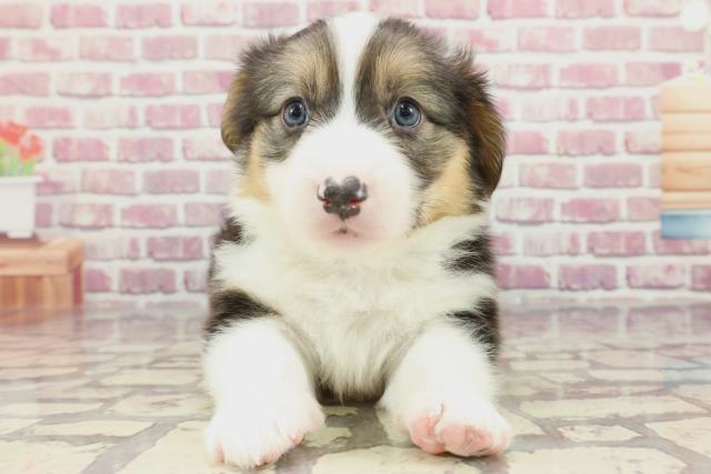 長野県のウェルシュコーギーペンブローク (Coo&RIKUコメリパワー長野東部店/2024年3月17日生まれ/男の子/ブラックタンホワイト)の子犬