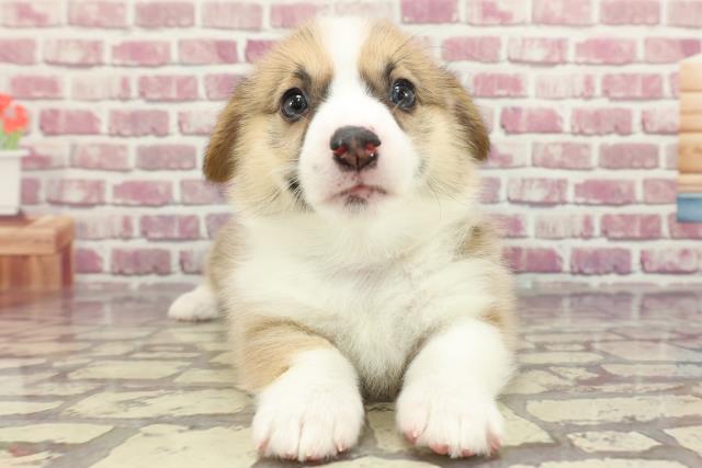 沖縄県のウェルシュコーギーペンブローク (Coo&RIKU沖縄浦添店/2024年3月17日生まれ/女の子/レッドホワイト)の子犬