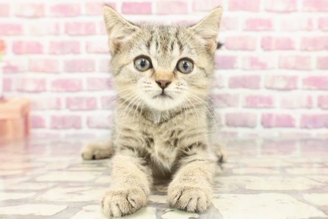 広島県のマンチカン (Coo&RIKU広島北店/2024年3月12日生まれ/男の子/ブラウンマッカレルタビー)の子猫