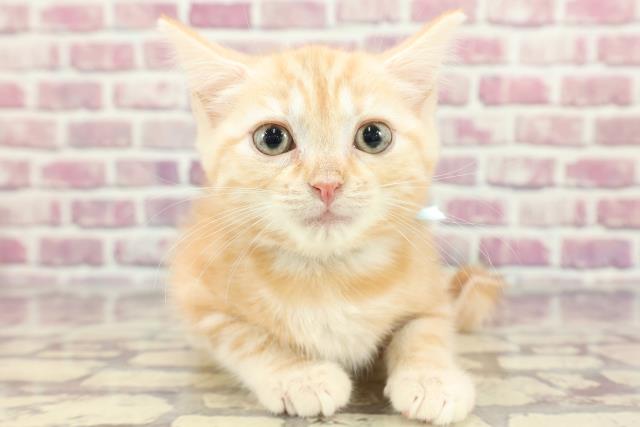 青森県のマンチカン (Coo&RIKU八戸店/2024年3月8日生まれ/男の子/レッドクラシックタビー)の子猫