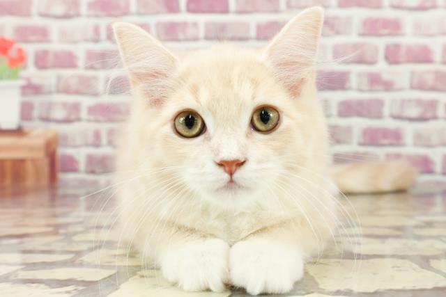 広島県のサイベリアン (Coo&RIKU福山店/2024年2月13日生まれ/女の子/クリームタビーホワイト)の子猫