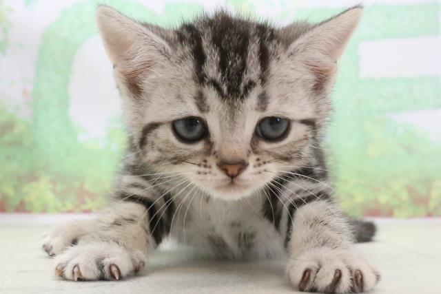 熊本県のアメリカンショートヘアー (Coo&RIKU熊本店/2024年3月15日生まれ/男の子/シルバータビー)の子猫