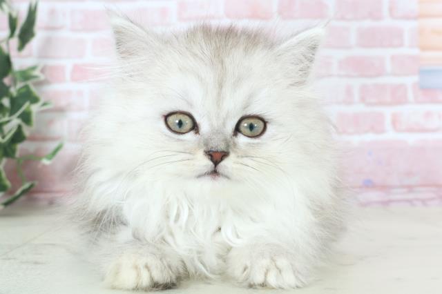 長崎県のサイベリアン (Coo&RIKU大村店/2024年3月11日生まれ/女の子/シルバータビー)の子猫