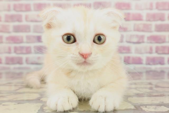 長野県のスコティッシュフォールド (Coo&RIKU綿半諏訪店/2024年3月13日生まれ/男の子/クリームタビー)の子猫